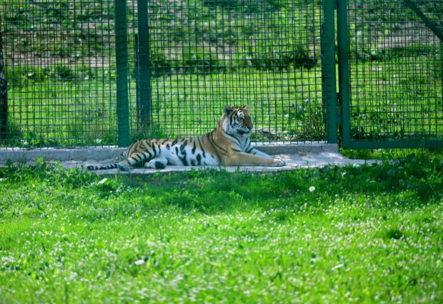 В зоопарке принимают. Ярославский зоопарк белый тигр. Зоопарк Ярославль. Зебра Ярославский зоопарк зоопарк. Зоопарк Ярославль животные.