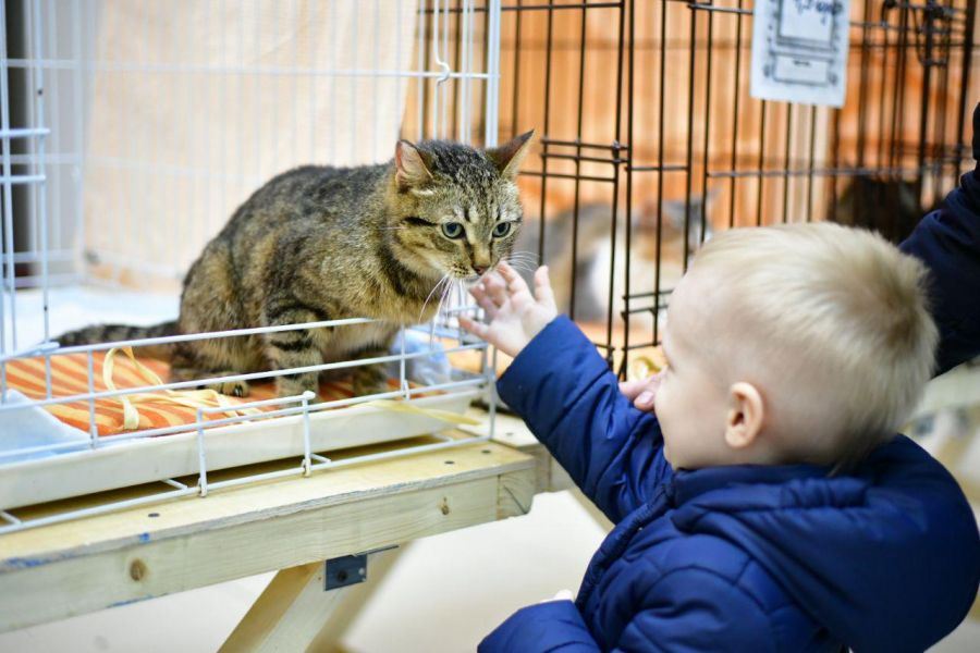 Приют ярославль. Приют для кошек Ярославль. Ярославский приют кошек и собак Ковчег. Приют для кошек Артемида Ярославль. Приюты для животных в Брагино Ярославль.