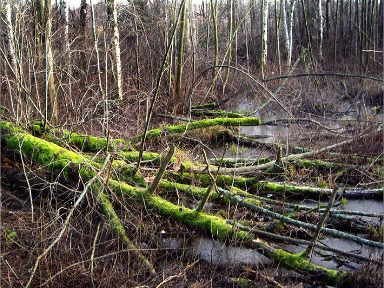 Валежник фото для детей